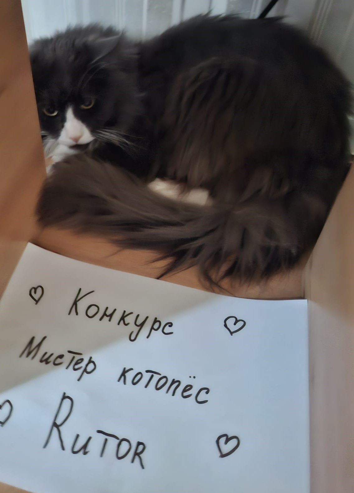 1 кот.jpeg