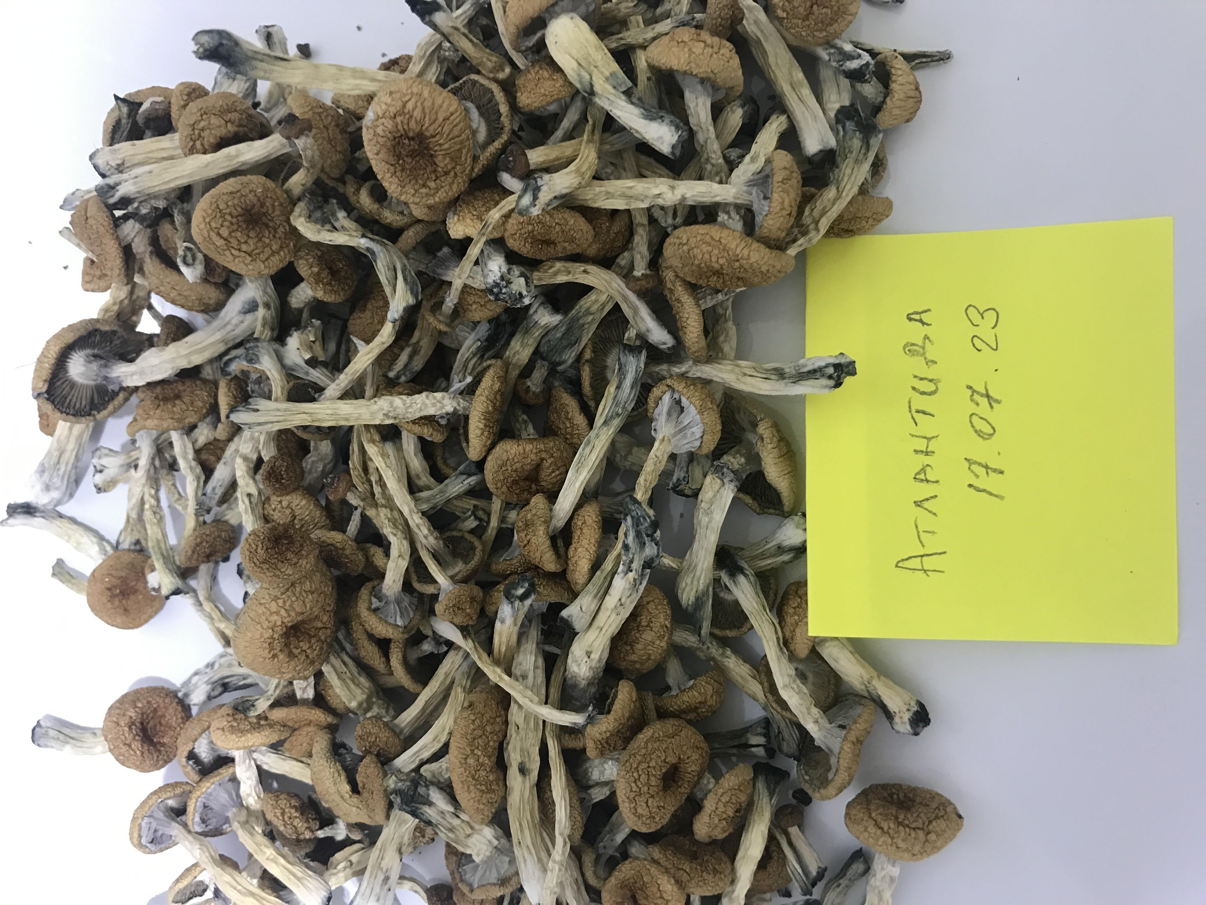 Грибы, Техас.jpg