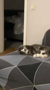 Новый проект.gif