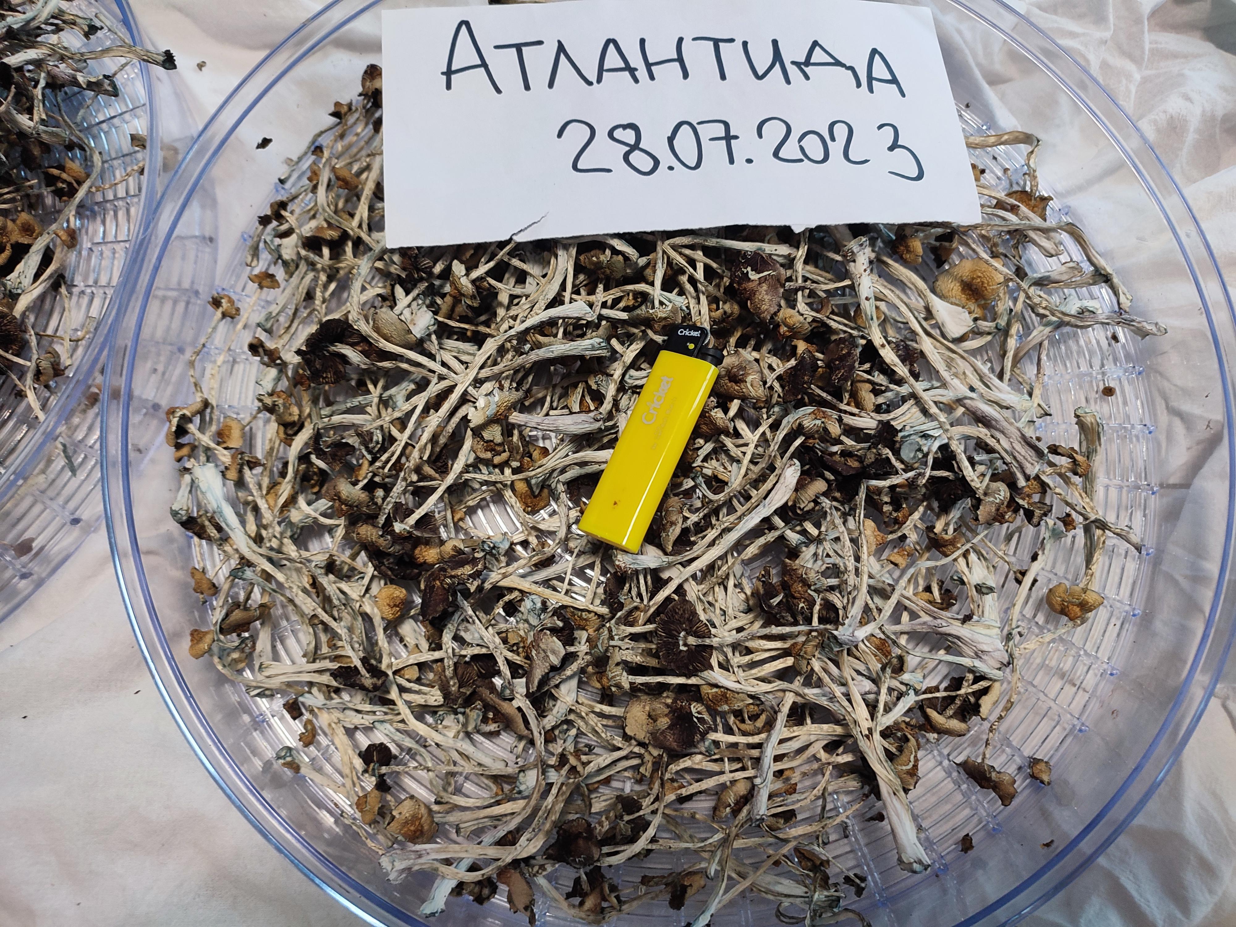 Золотые Учителя.jpg